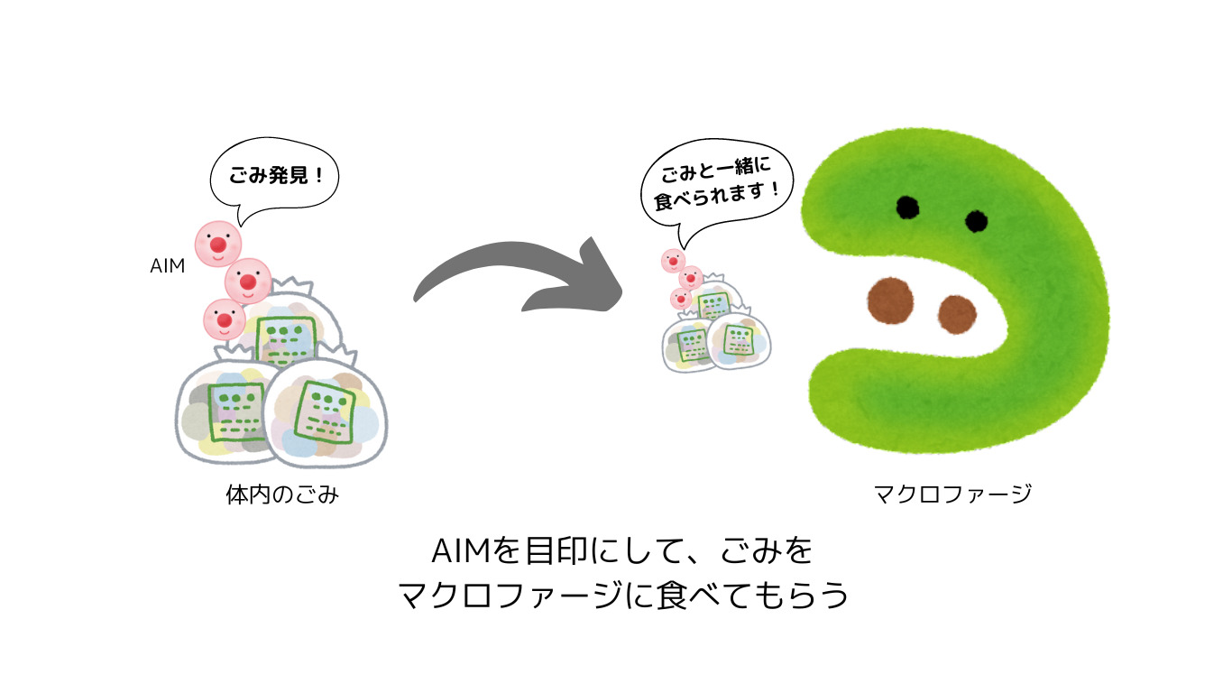 AIMが目印となり、ごみと一緒にマクロファージに食べられる