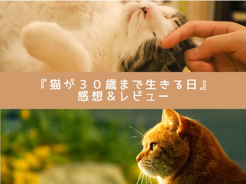 猫が30歳まで生きる日｜レビュー　イメージ