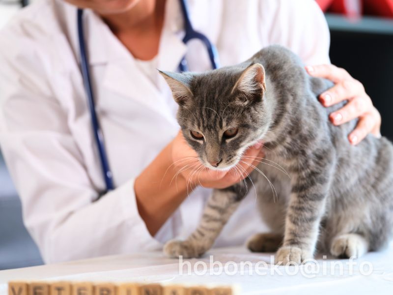 病院にかかる猫