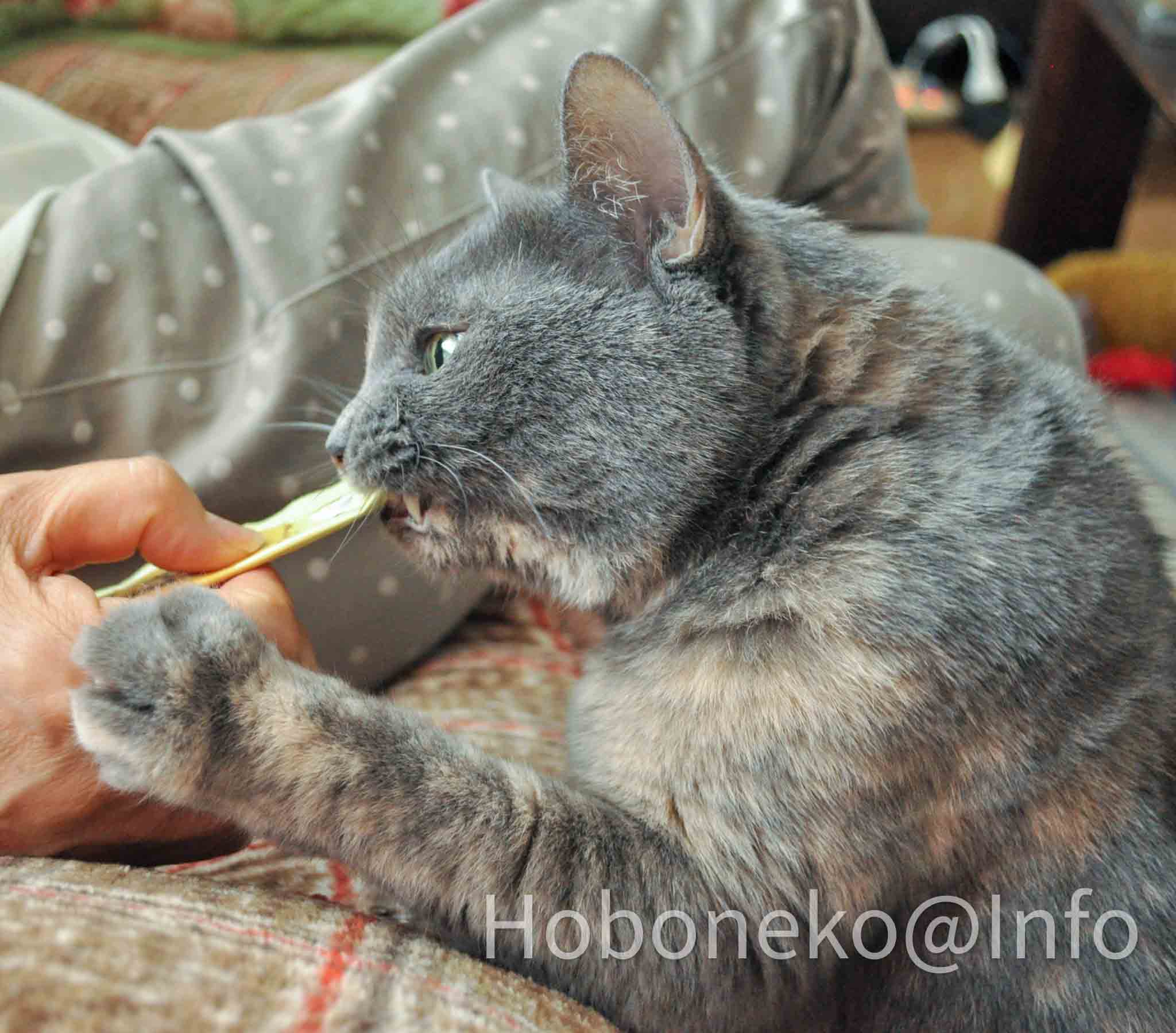 プレミアムペースト｜がつがつ食べる猫