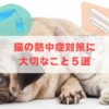 猫の暑さ対策5選