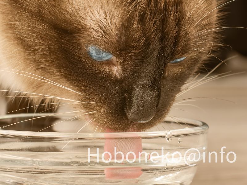 通りがかりに、水を飲んでくれるかも