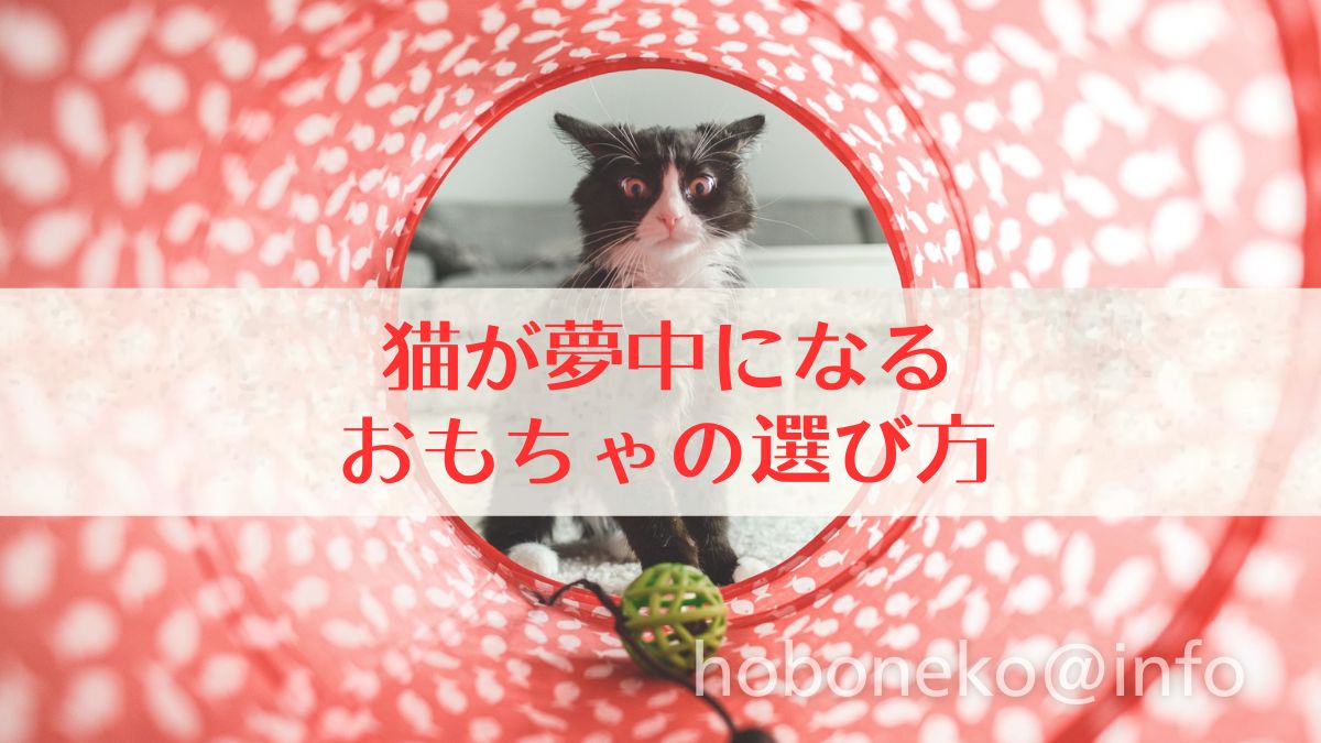 猫が夢中になるおもちゃの選び方top