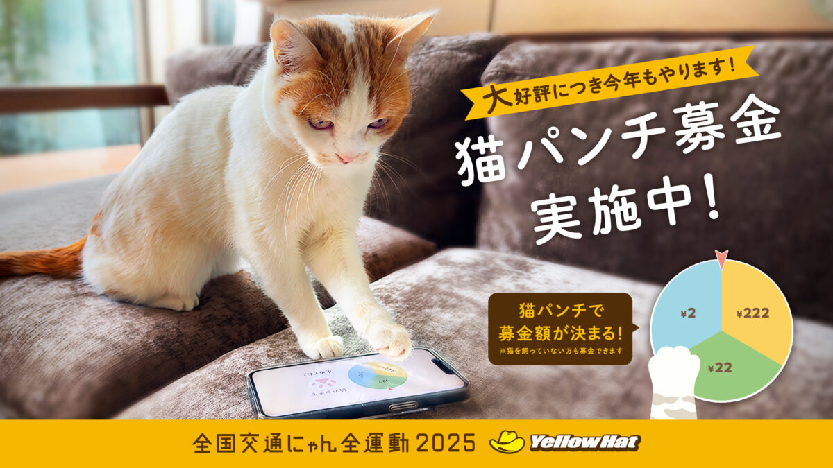 猫参加型！？猫パンチ募金